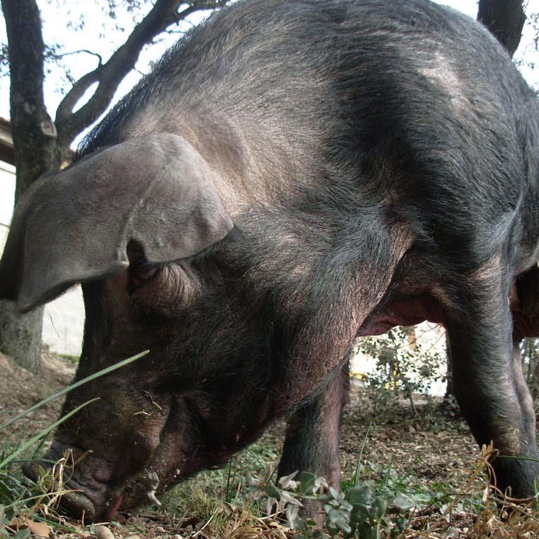Porc pasturant Porc pasturant a la granja de Bechs